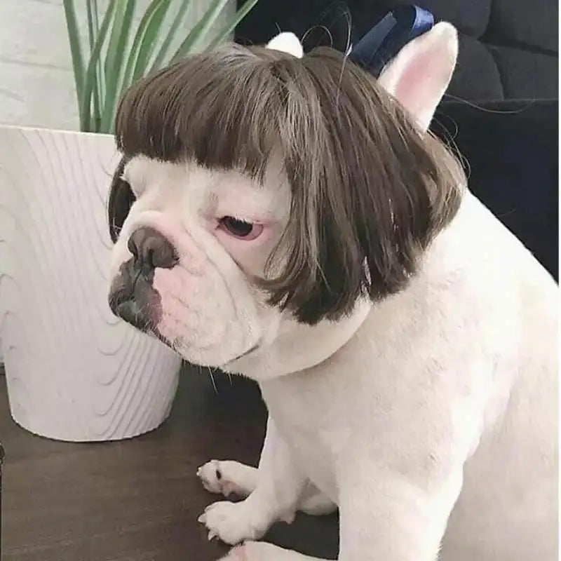 Funny Pet Wigs for Cosplay | Dog &Cat Cross-Dressing Hats | Perfect for Halloween &amp; Christmas - Smooth Wigs