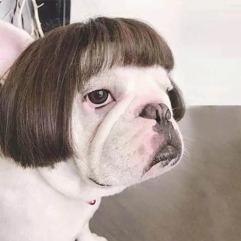 Funny Pet Wigs for Cosplay | Dog &Cat Cross-Dressing Hats | Perfect for Halloween &amp; Christmas - Smooth Wigs